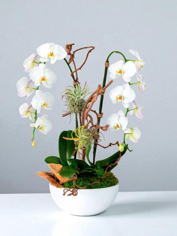 harmony2 orchids