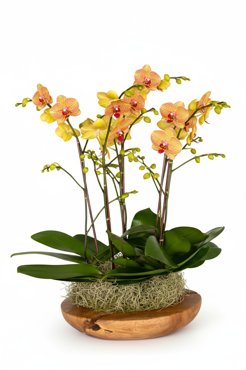 mini luxury orchids