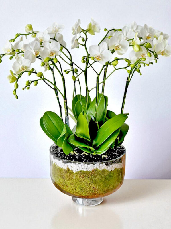 serenity-flowers