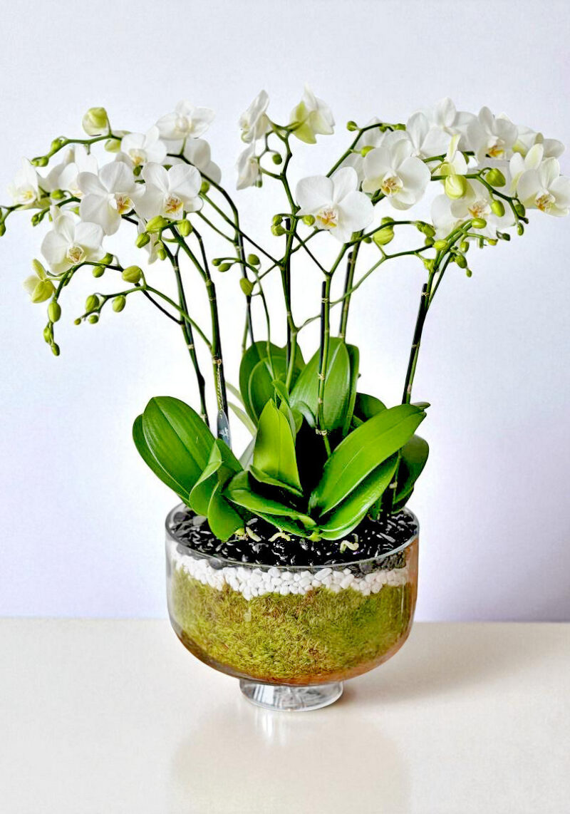 serenity-flowers