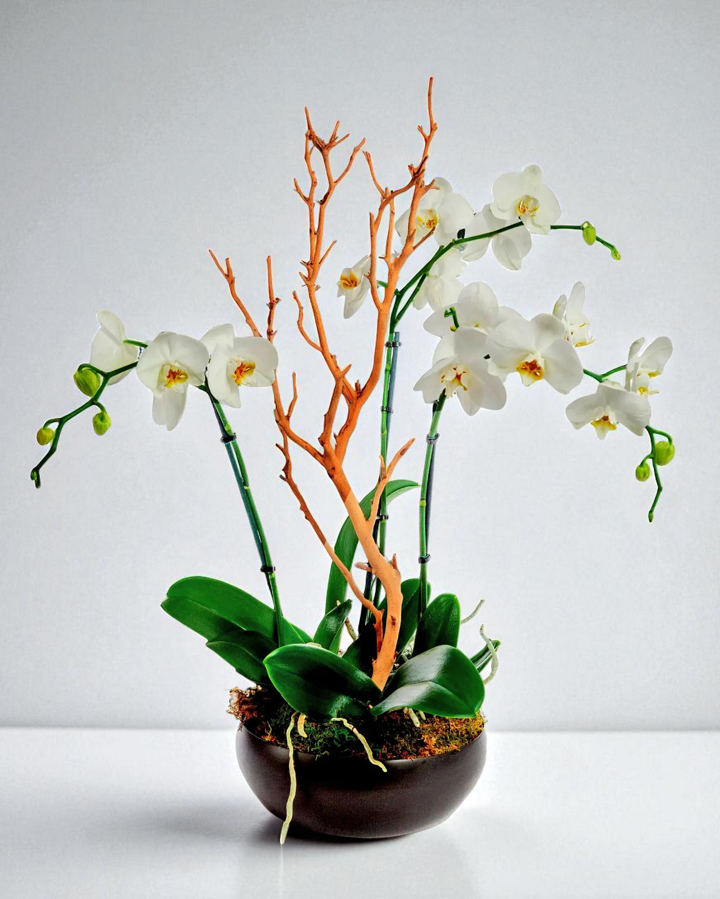 0bloomung-1-99-2-parkland