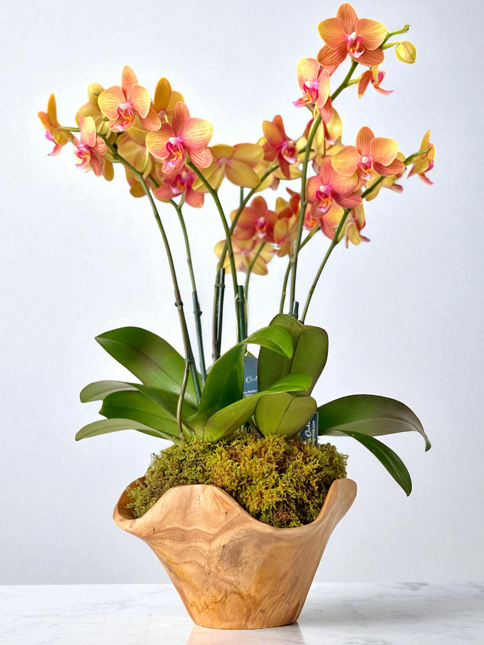 1-miracle-1-parkland