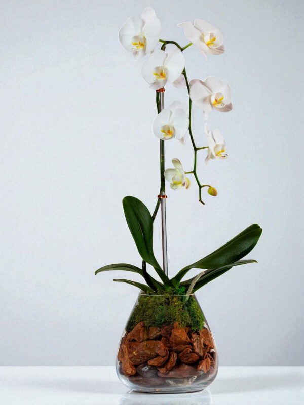 2cascadingwhiteorchid4-parkland