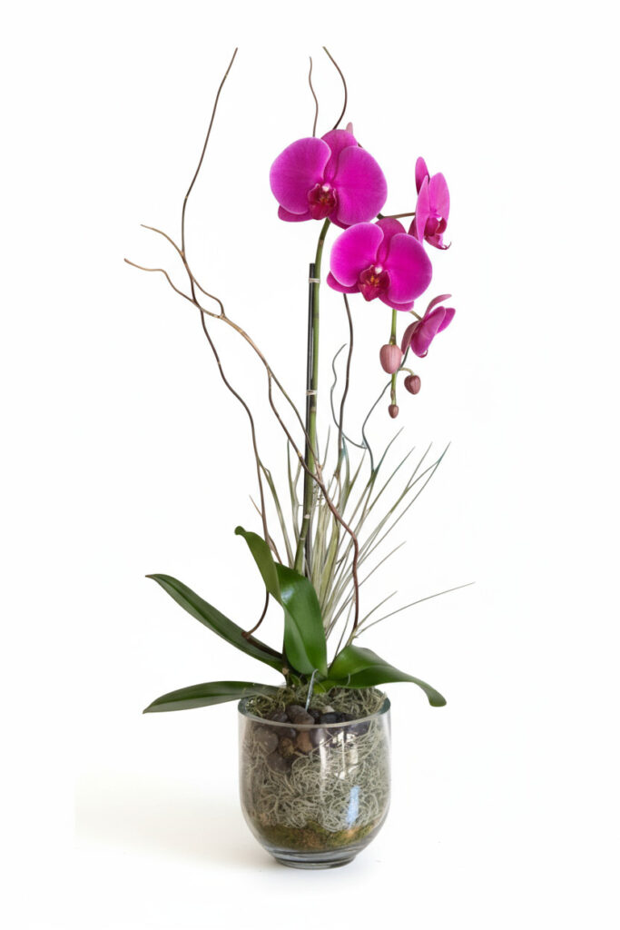 orchids parkland