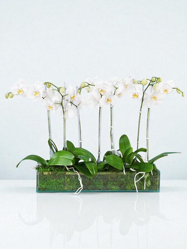 splashing-beauty-orchids-1-parkland