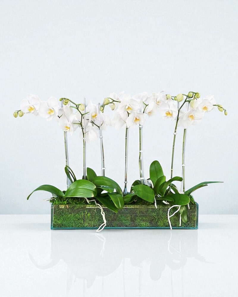 splashing-beauty-orchids-1-parkland