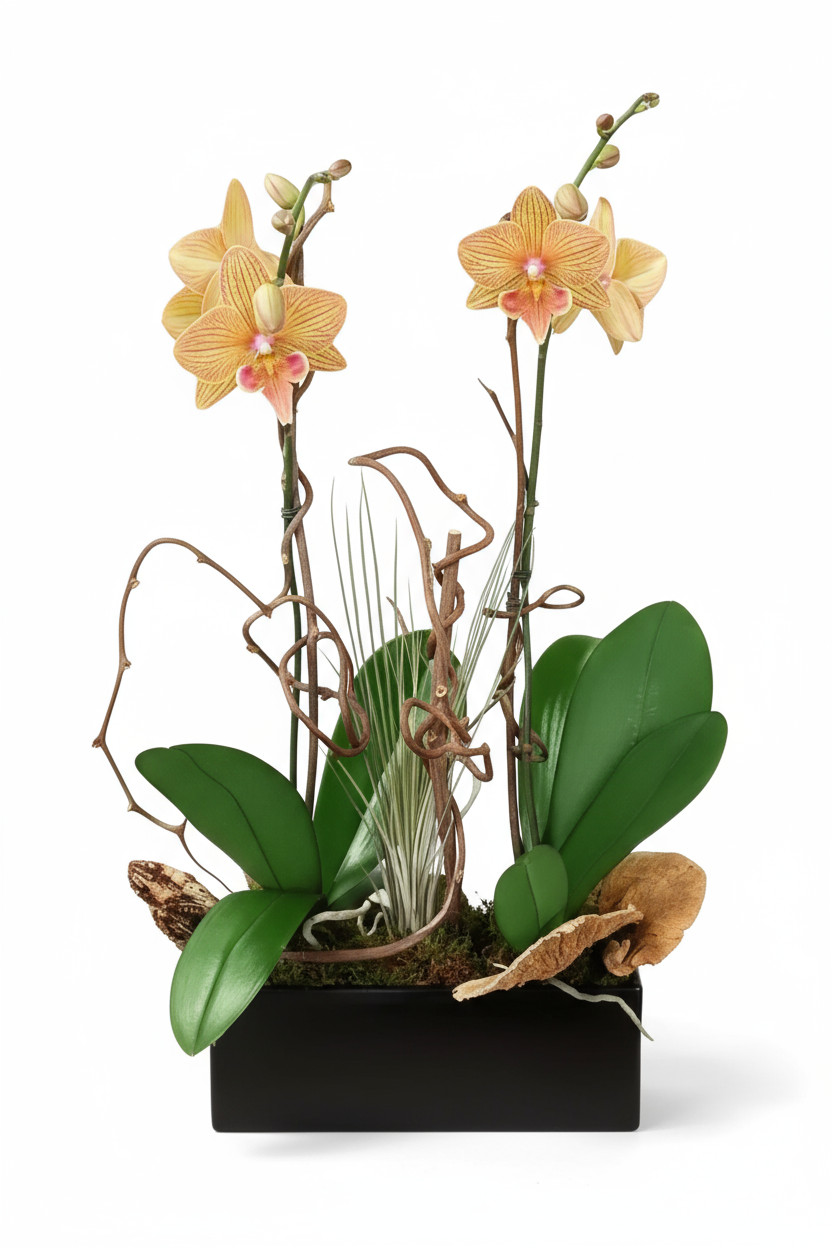 yellow orchids parkland fl