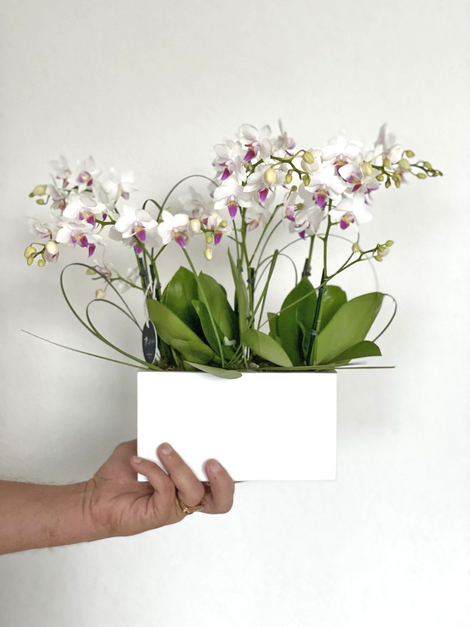 Audrey: Mini Orchids in Ceramic Pot - Set of 5 - Image 2