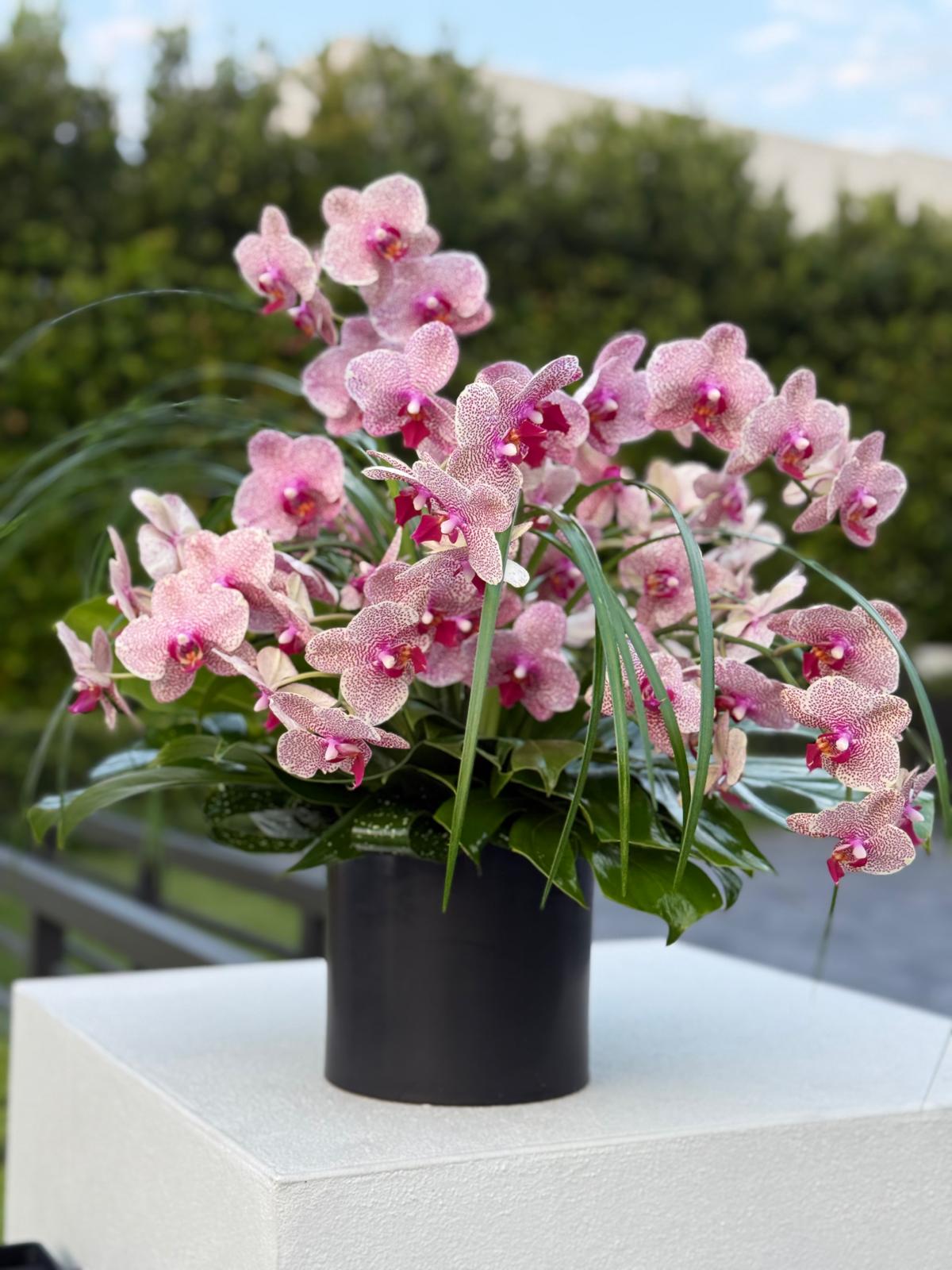 Bright Celebration: orchid arrangement - Image 2