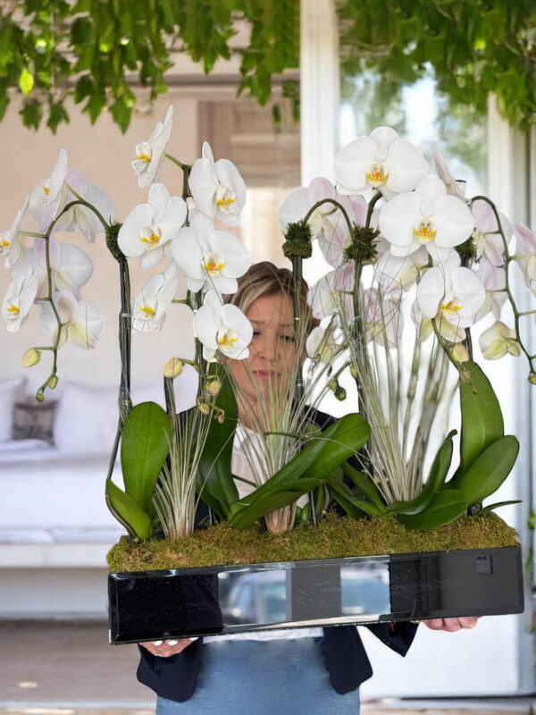 Five White Orchids: for any occasion