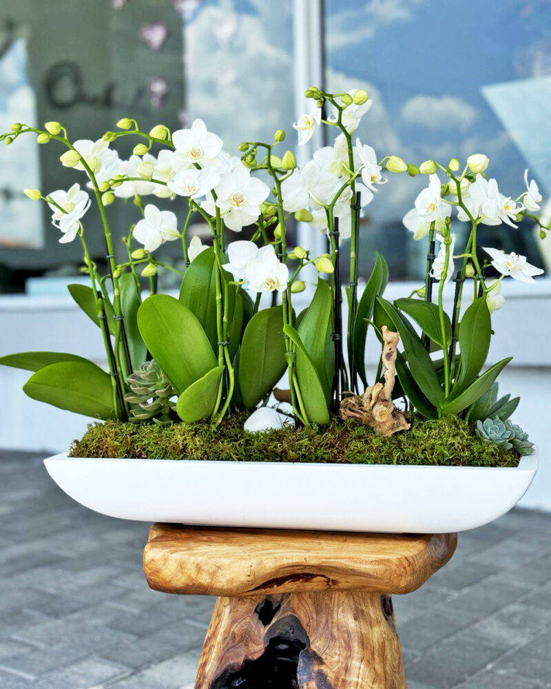jungle orchids