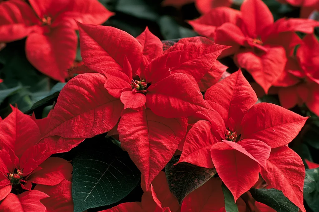 Why Poinsettias Belong in Every South Florida Holiday Home