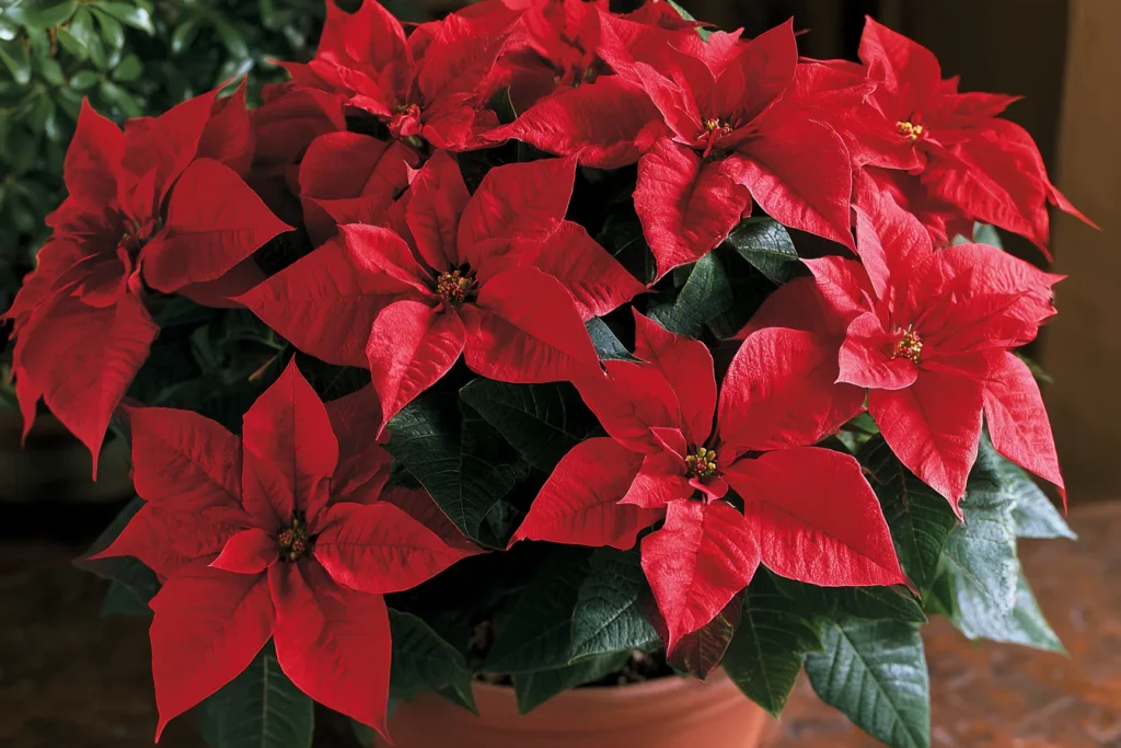 How to Select a Healthy Poinsettia