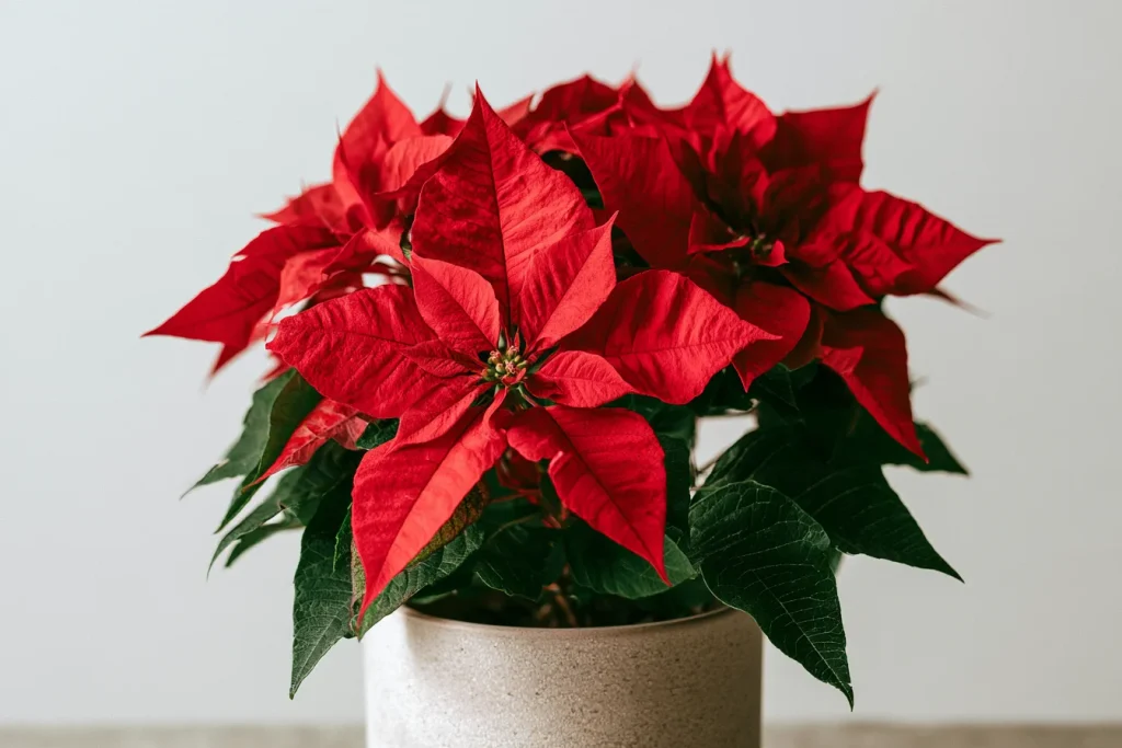 Post-Holiday Care and Reblooming